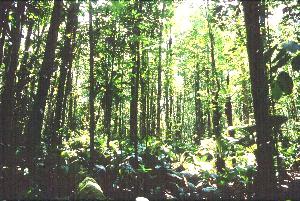 In the montane forest at the foot of Auyan Tepuy