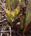 A heliamphora